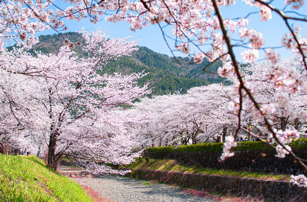 亀岡の絶景桜スポット