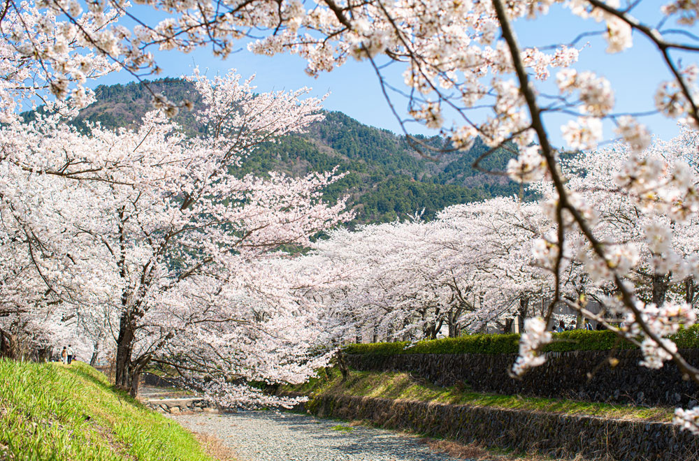 亀岡市の絶景桜スポットツアー