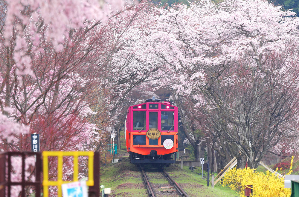 亀岡市の絶景桜スポットツアー